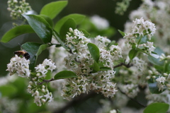 Ehretia pubescens